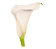 گل شیپوری کلسو
